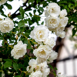 Роза «Белая Кокарда (White Cocarde)»